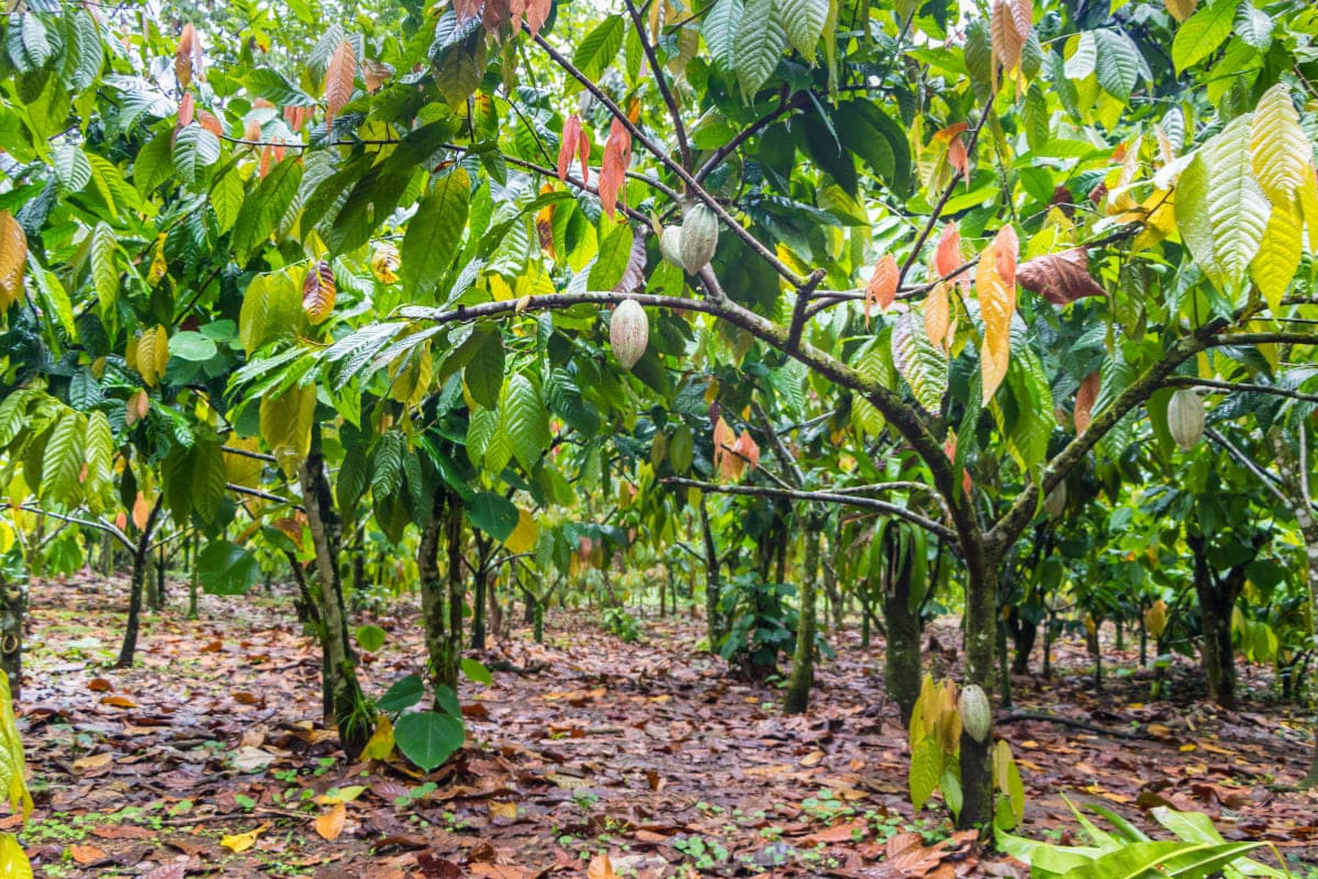 Top 5 cocoa producing countries in 2024