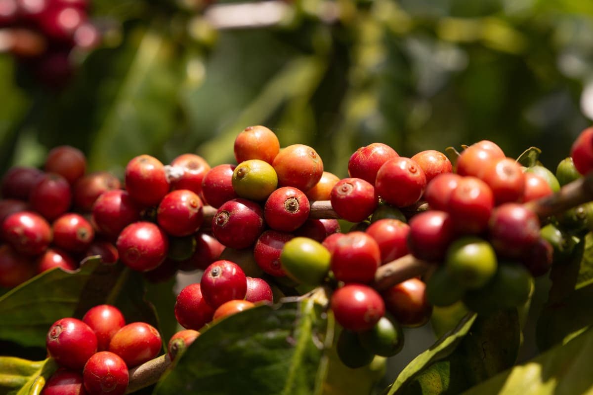 Organic coffee: why choose this healthy and sustainable option for the long term