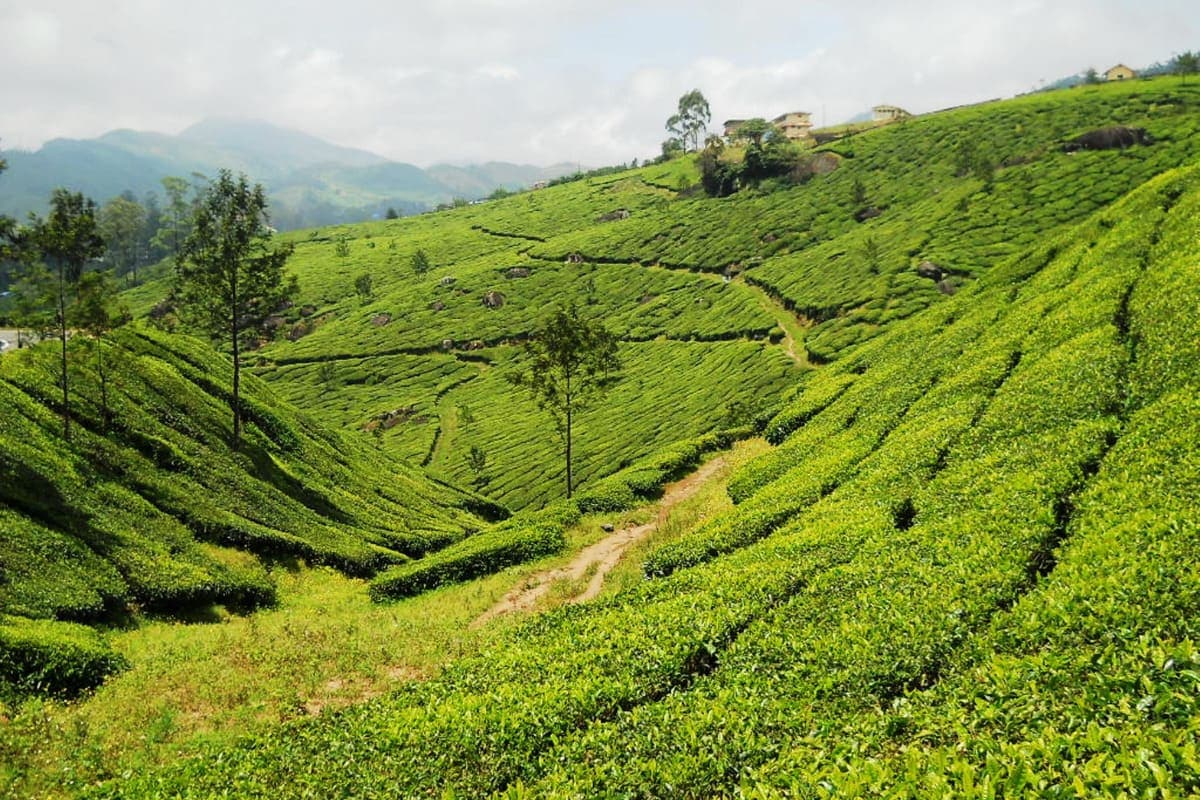 La EUDR, iniciativa del Pacto Verde Europeo en España