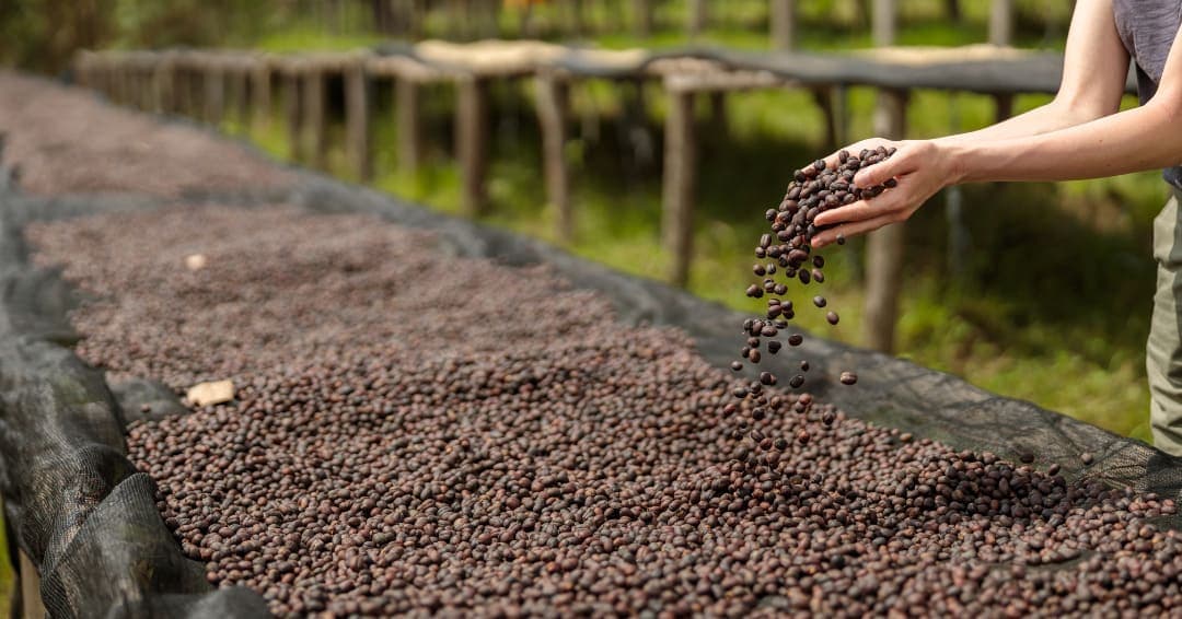 Estas son las principales ventajas y desventajas de la implementación de la EUDR para tu empresa