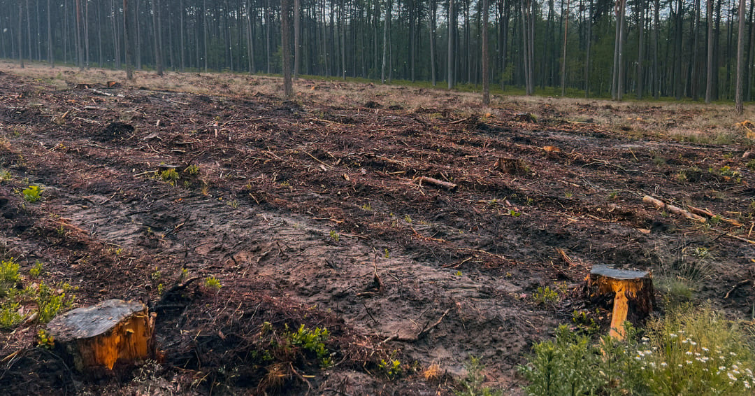 consecuencias de la deforestacion coolx cafe y cacao