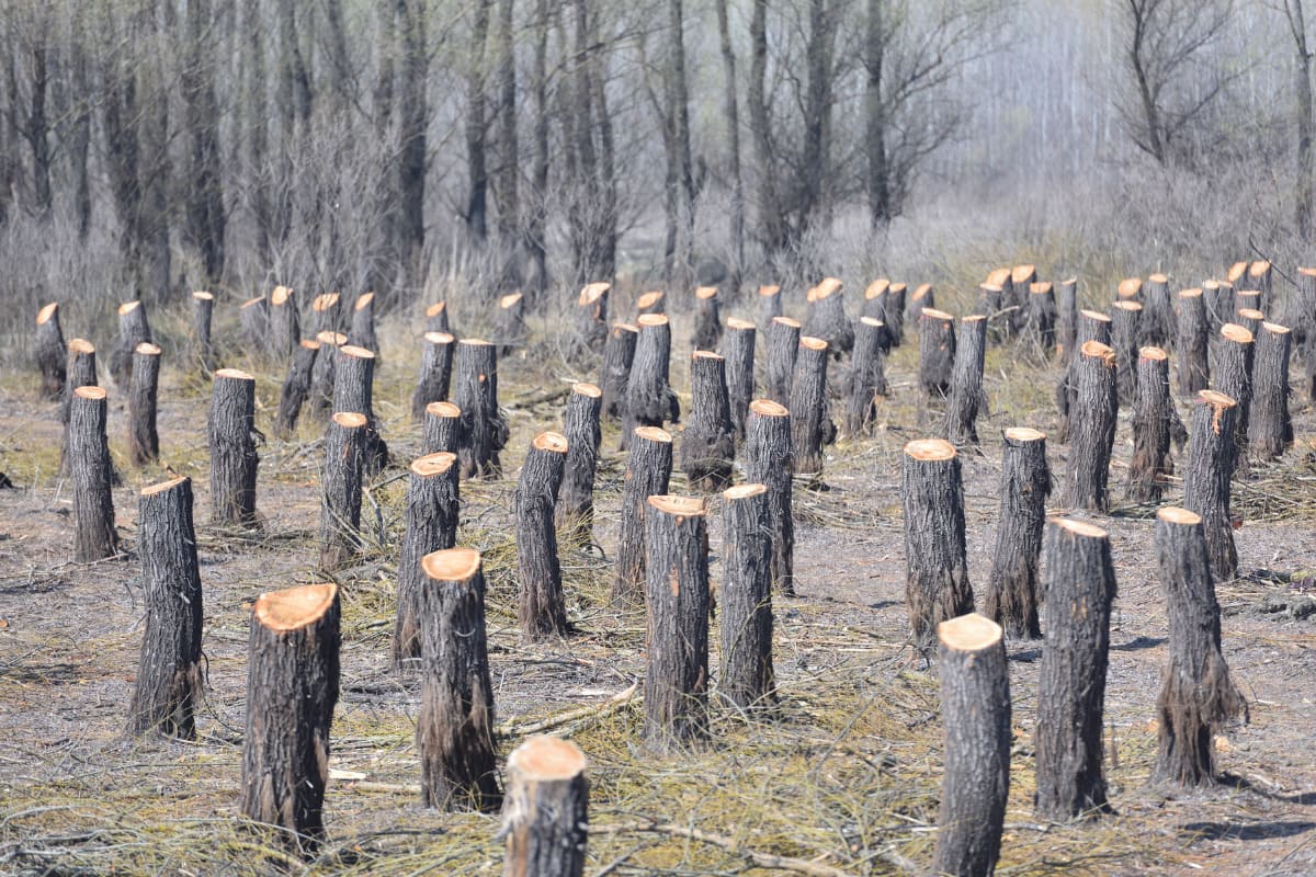 por que es importante implementar soluciones para la deforestacion