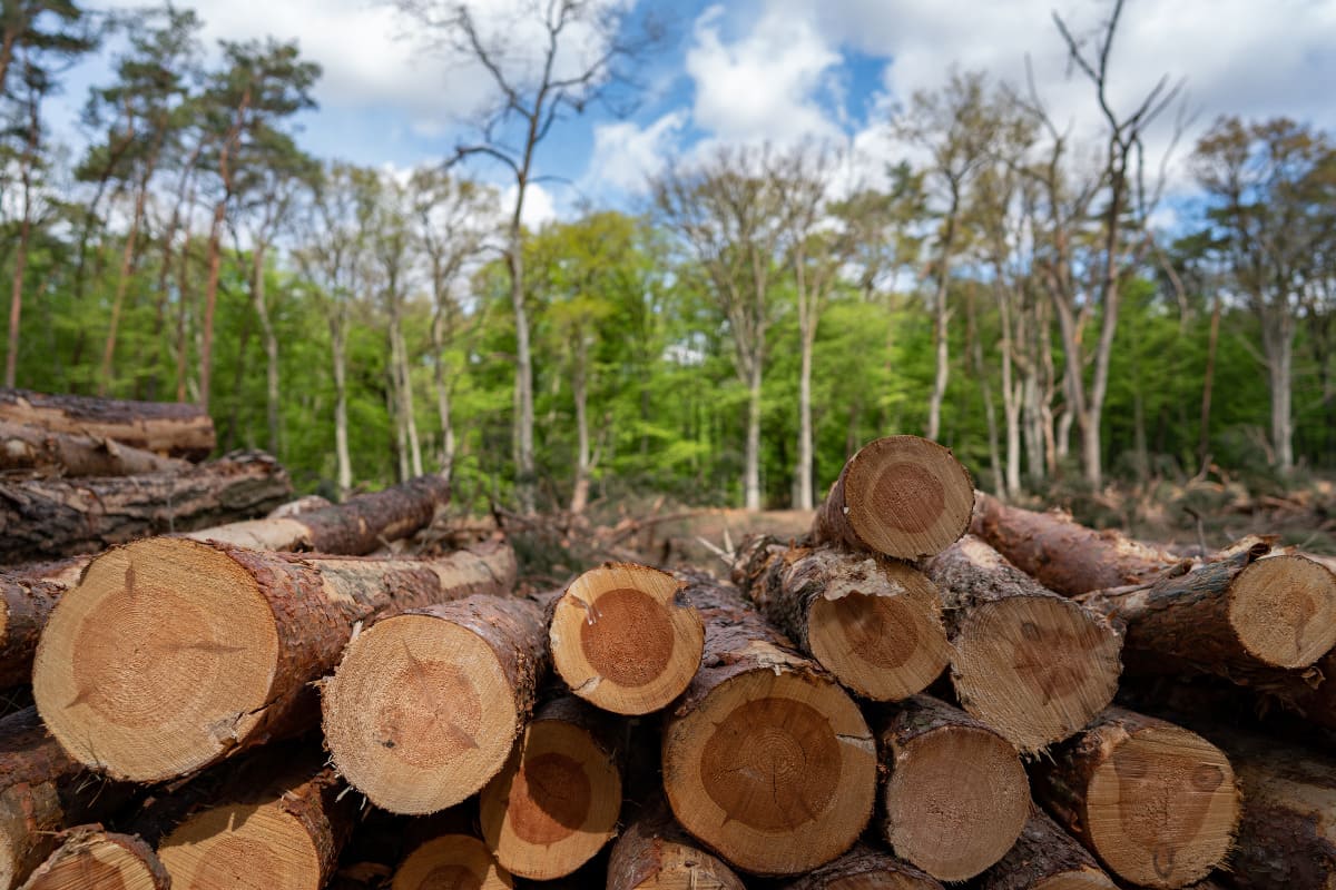 soluciones para la deforestacion eficientes en campos de cafe y cacao