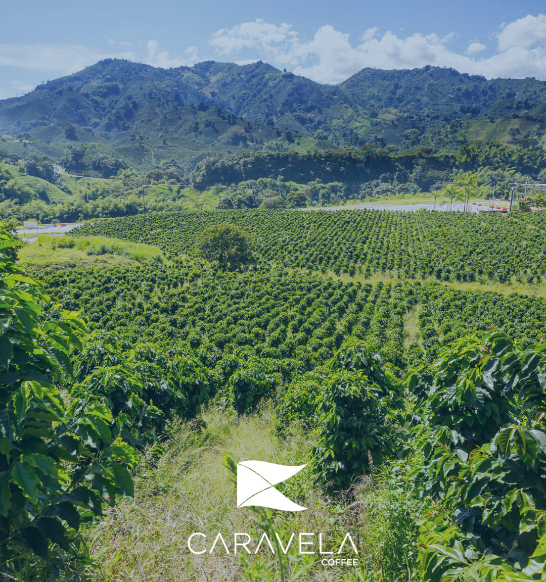 caravela coffee trabaja con nosotros