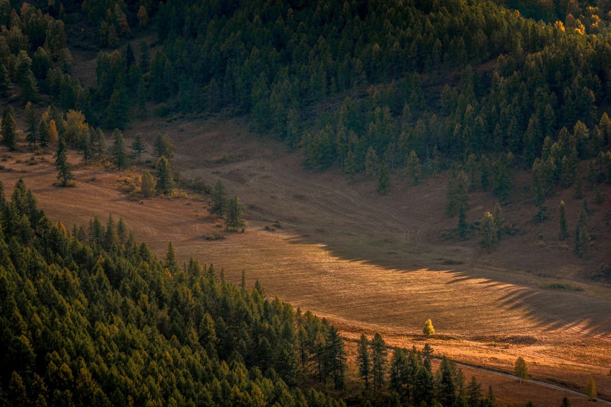 deforestacion consecuencia inclupimiento reglamento eudr