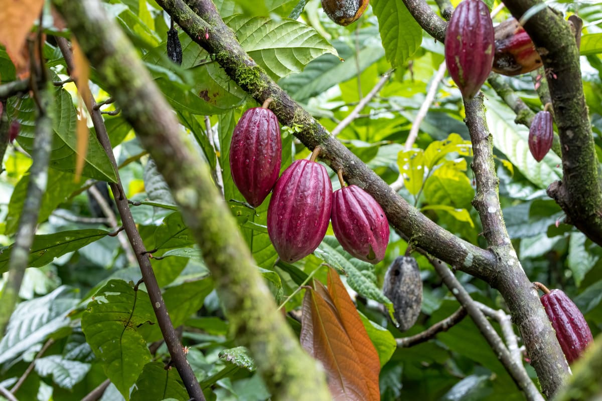 latin america emerging area cocoa producing countries