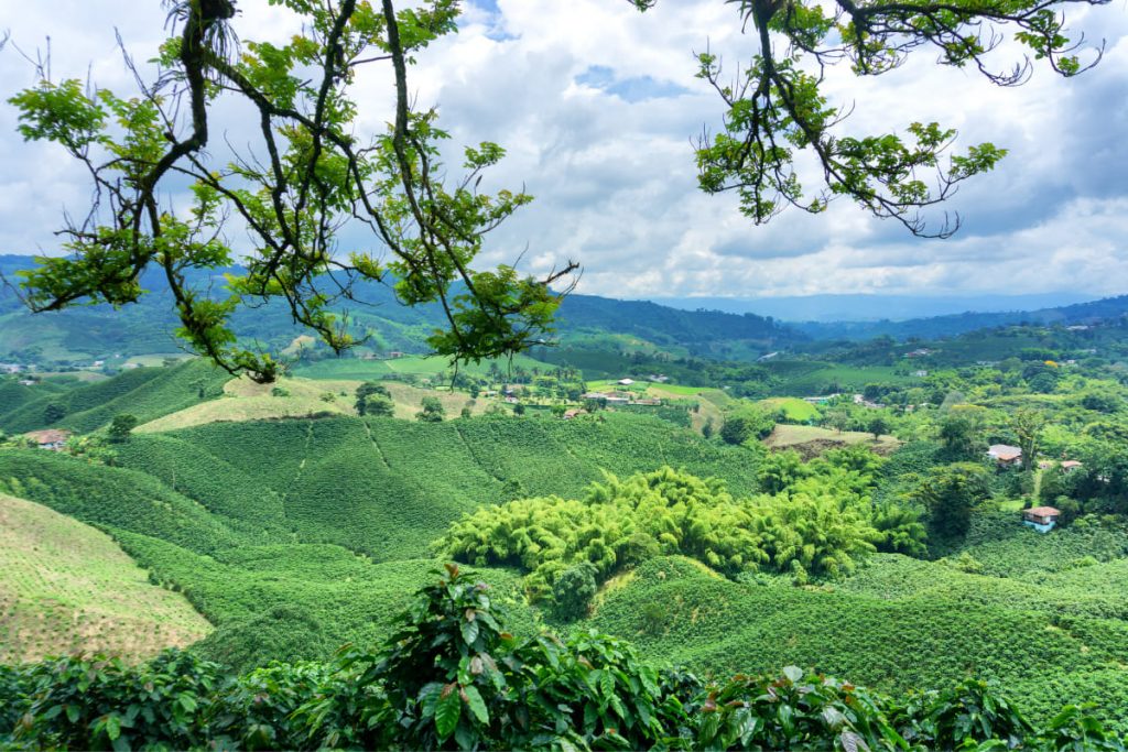 benefits organic coffee